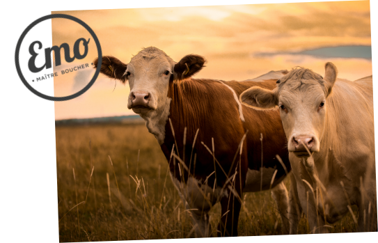 Image TabContainer - Bien-être animal